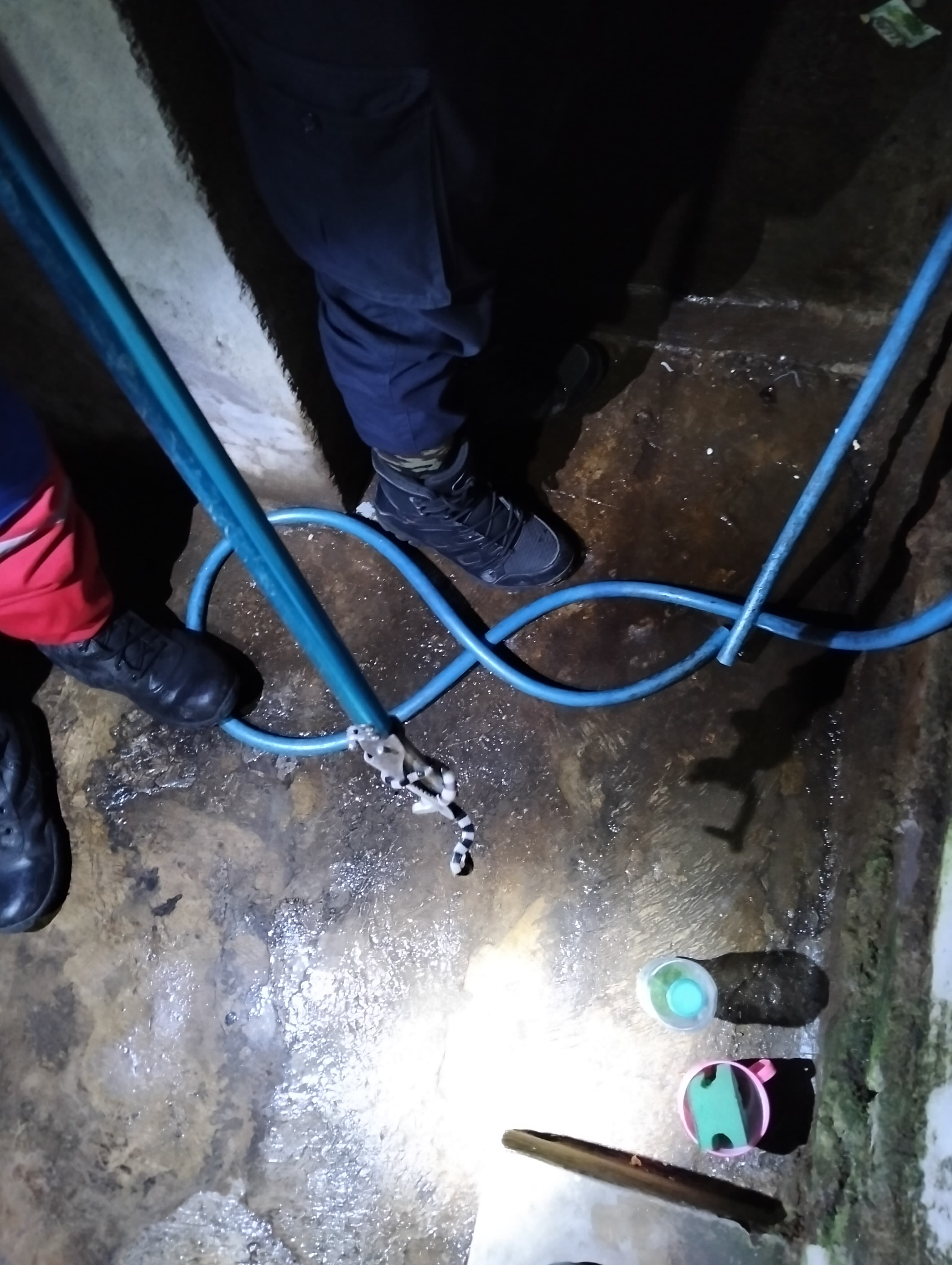 Ular Weling yang dievakuasi tim Satpol PP dan Damkar Klaten di Desa Kalitengah, Kecamatan Wedi pada Minggu (5/1/2025) pukul 22.00. (Dokumentasi Satpol PP dan Damkar Klaten)