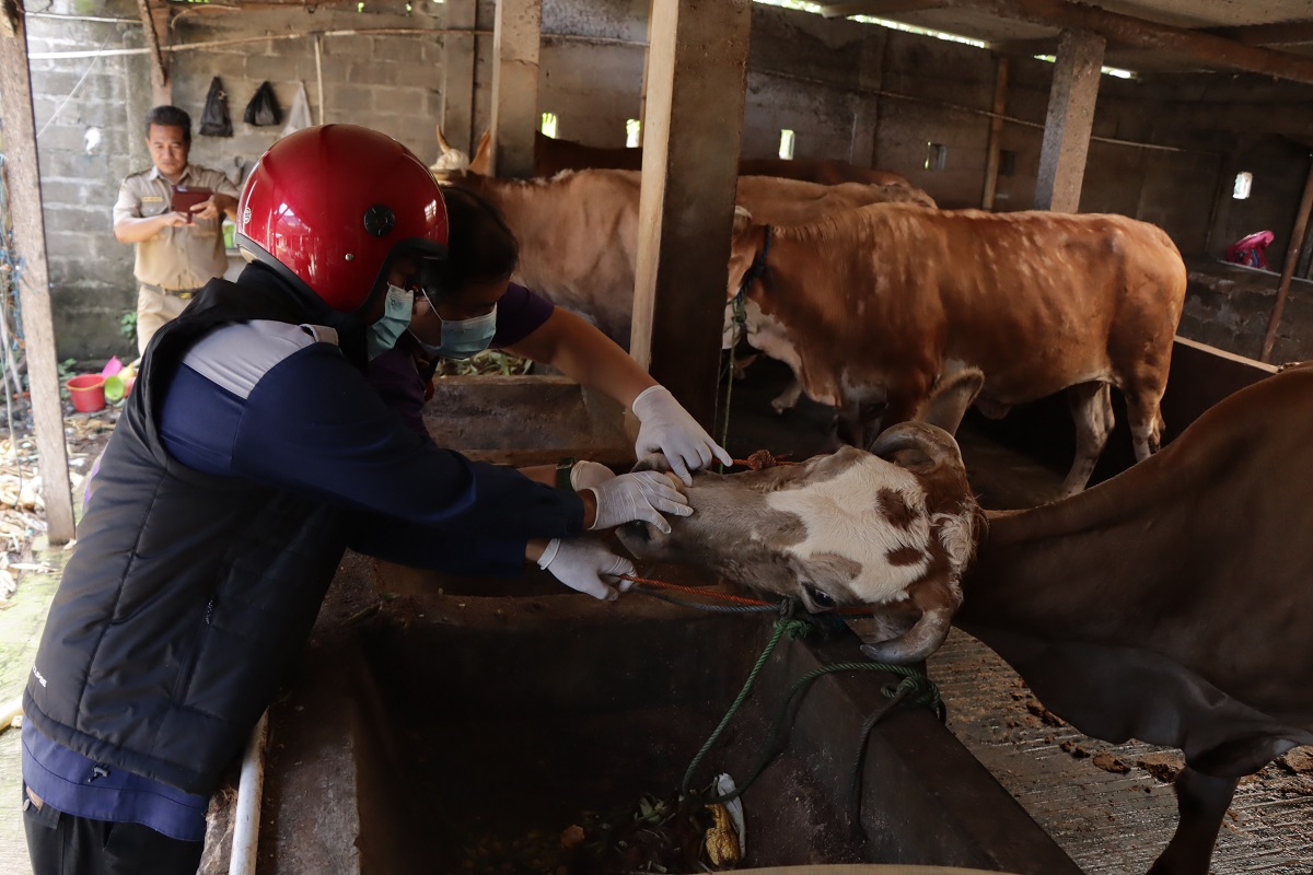 Petugas memeriksa kondisi kesehatan sapi menyusul kembali merebaknya penyakit mulut dan kuku.