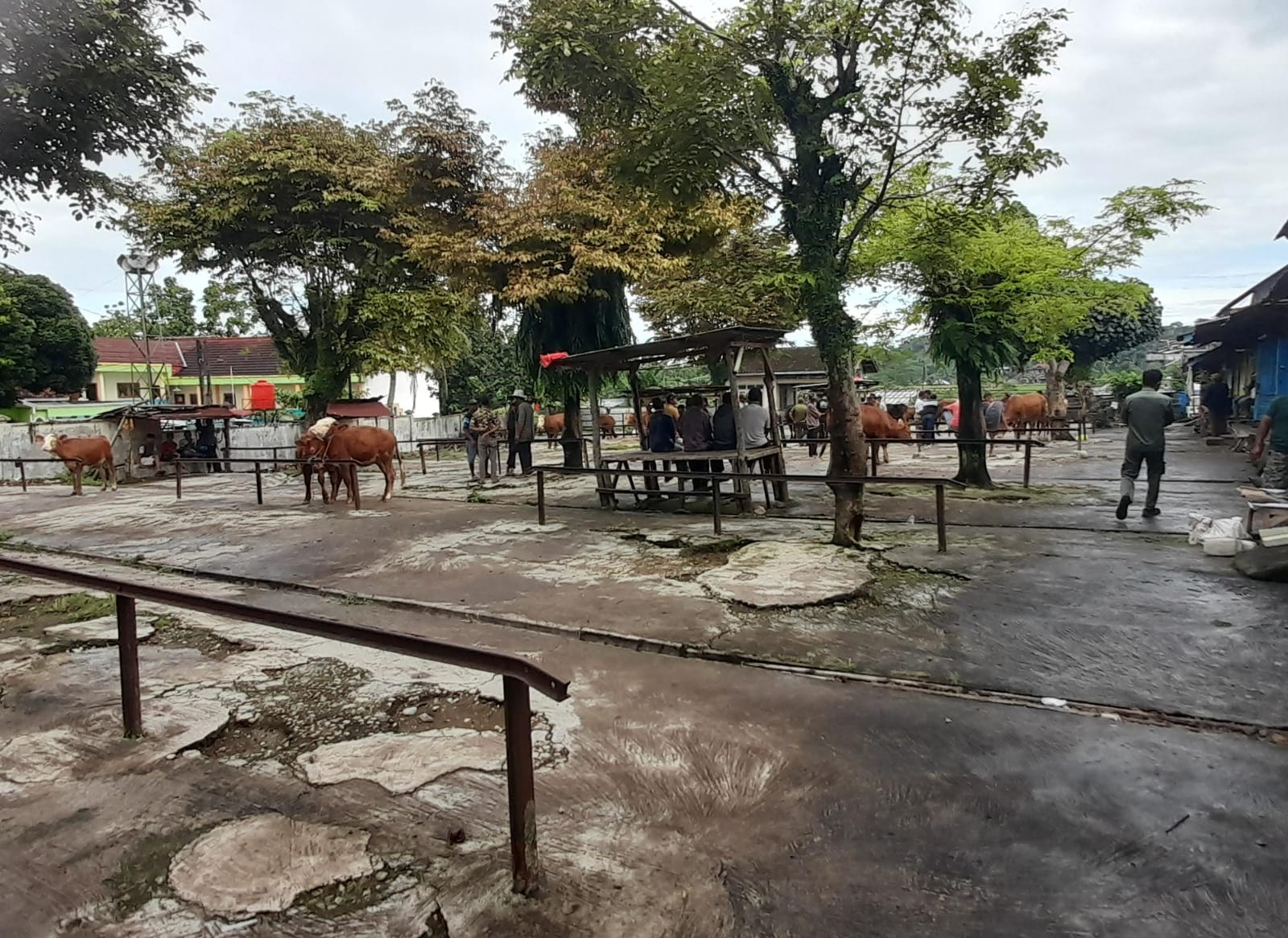 Pasar Hewan Karangpandan, Karanganyar sepi sejak merebaknya penyakit mulut dan kuku (PMK). (Rudi Hartono/Radar Solo)