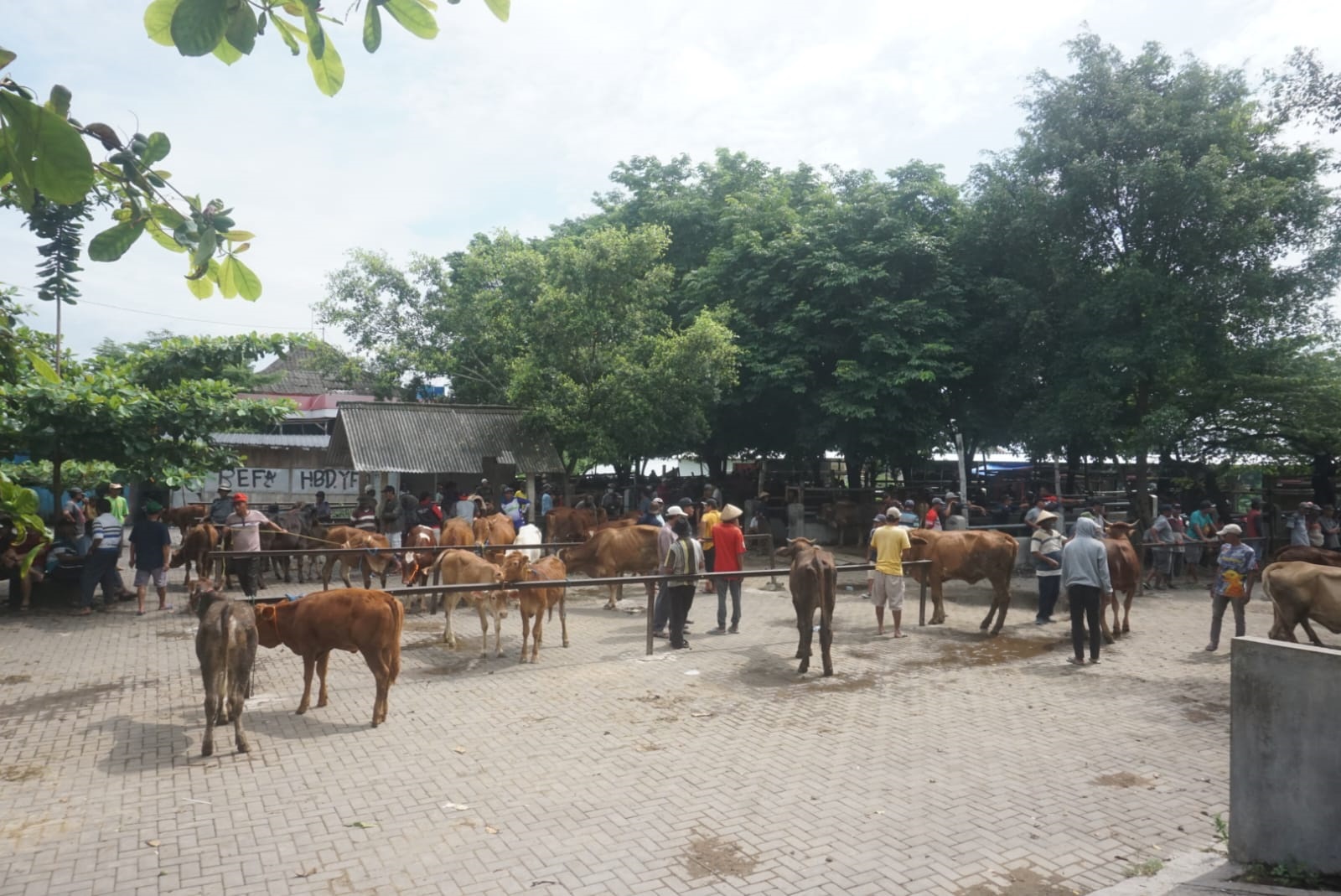 Pasar Hewan Jatinom, Klaten terlihat lengang, Kamis (9/1/2025) sejak PMK merebak. (Angga Purenda/Radar Solo)