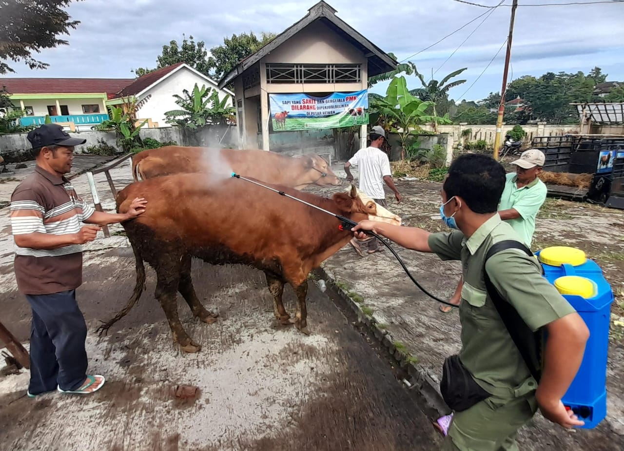 Penyemprotan disinfektan ke sapi di pasar hewan Karangpandan, Karanganyar. (Rudi Hartono/Radar Solo)