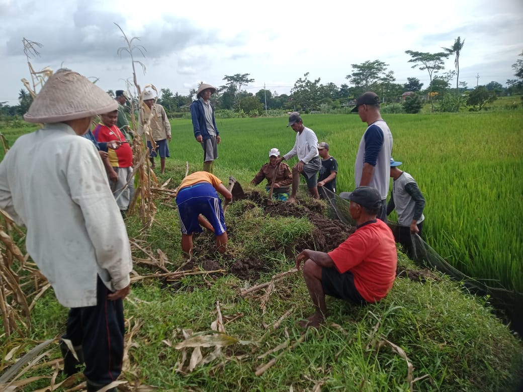 Kegiatan gropyokan tikus di Desa Gedaren, Kecamatan Jatinom, Klaten.