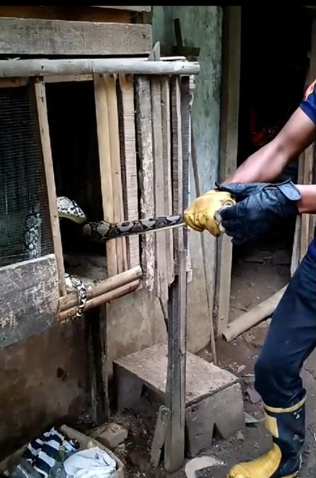 Personel Damkar Wonogiri mengevakuasi ular yang bersembunyi di kandang unggas milik warga belum lama ini.