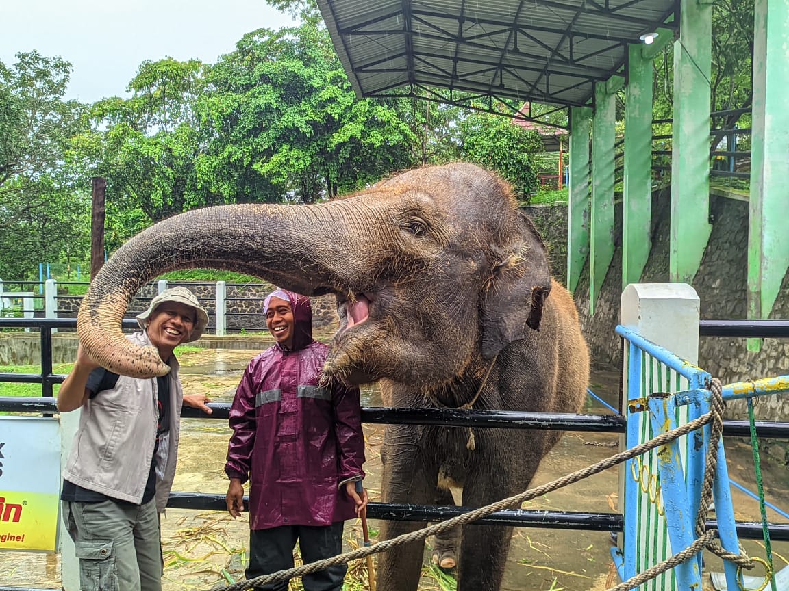 Koleksi gajah di taman satwa objek wisata Waduk Gajah Mungkur.