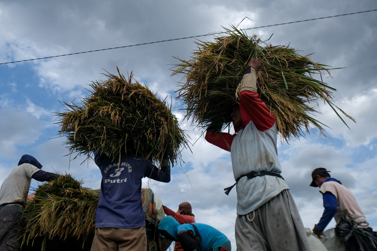 Petani mengusung jerami di masa panen.