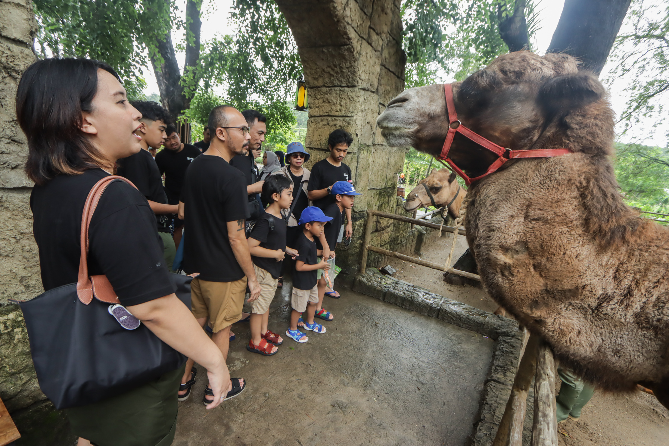 JINAK: Pengunjung tengah melihat gestur dari unta koleksi Solo Safari.