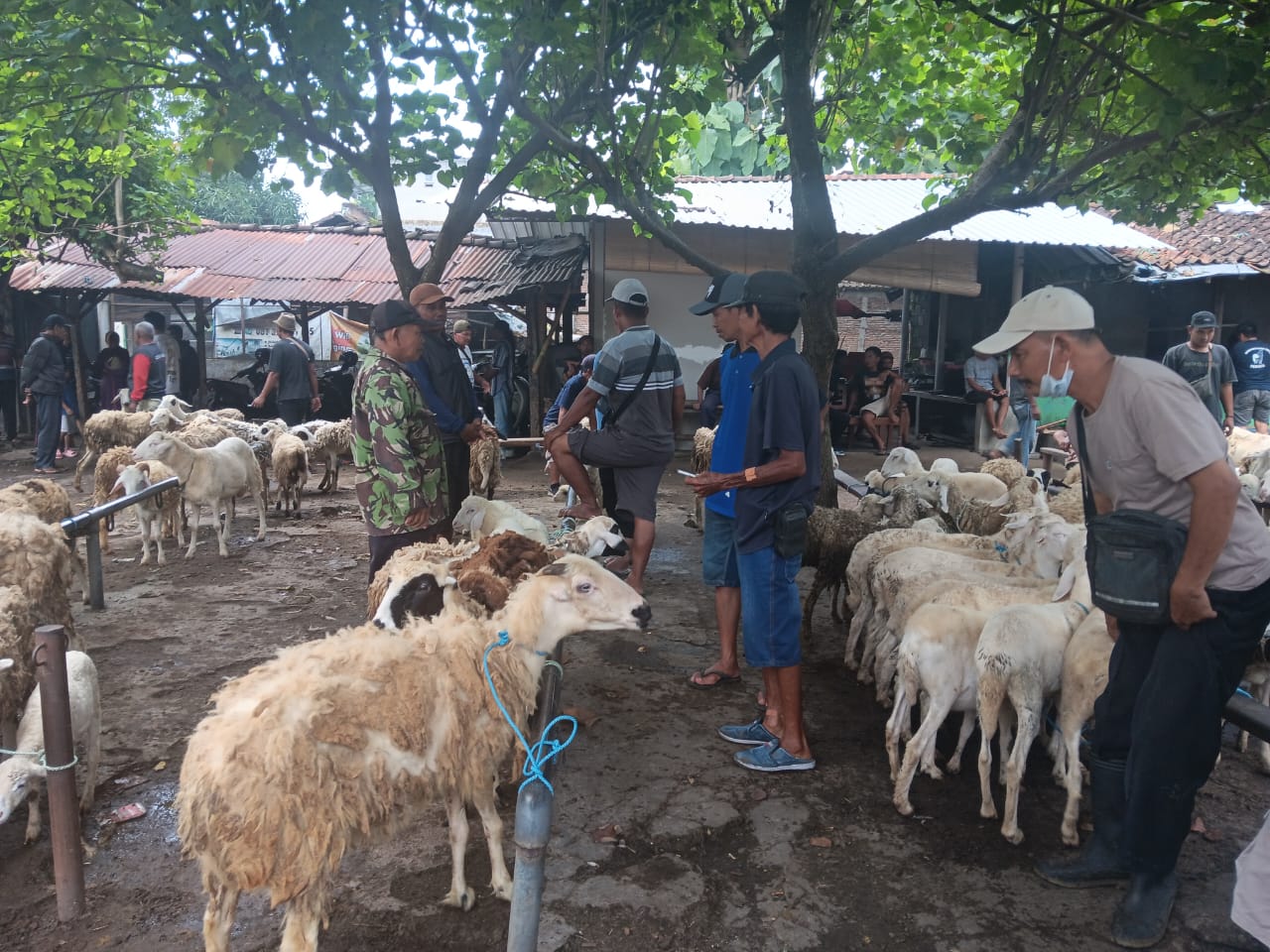 Aktivitas jual beli kambing di Pasar hewan Prambanan, Klaten. (Angga Purenda/Radar Solo)