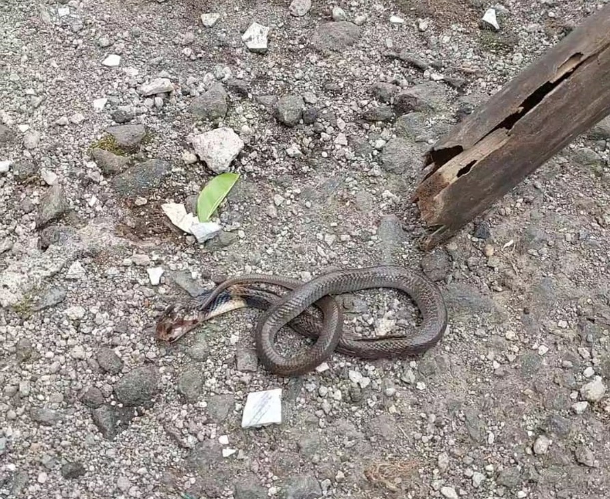 Penampakan ular baby cobra yang masuk rumah warga Jelok.