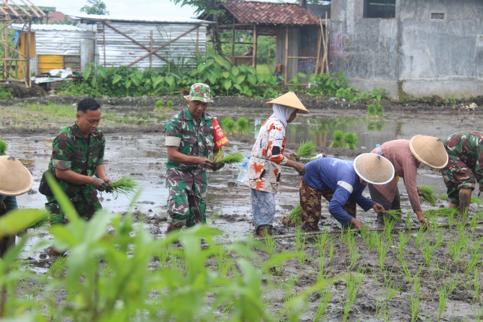 Kegiatan penanaman padi di Desa Tambongwetan, Kecamatan Kalikotes, beberapa waktu lalu. (Dokumentasi Kodim Klaten)