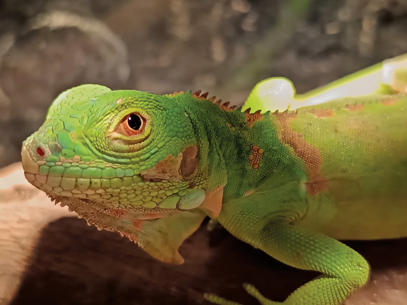 Iguana bisa dijadikan untuk peliharaan di dalam ruangan.