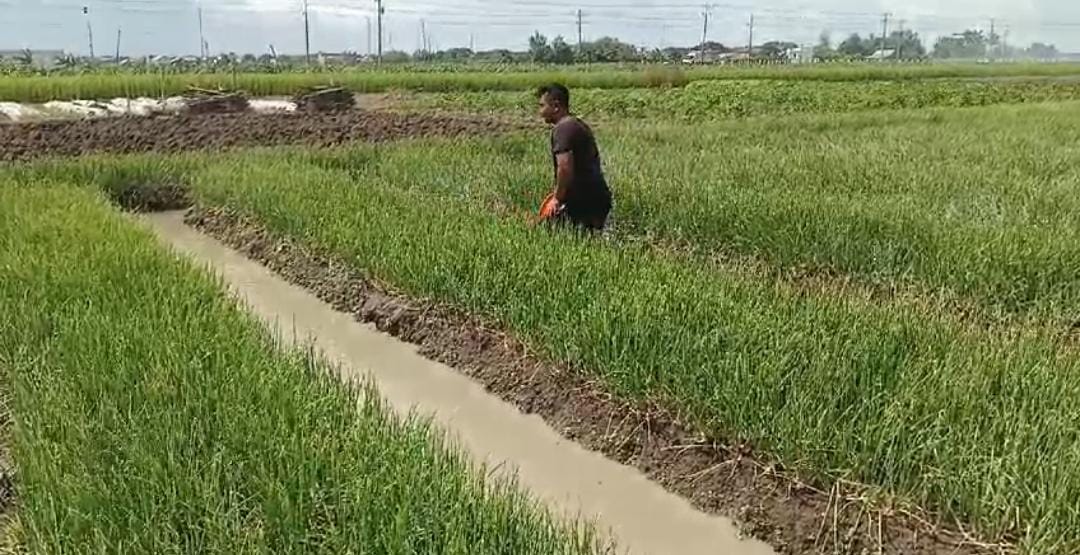 Petani bawang merah di&nbsp;Kampung Ngoncol, Kelurahan Nglorog, Kecamatan Sragen tengah memberikan obat jamur,&nbsp;Jumat (14/2/2025).
