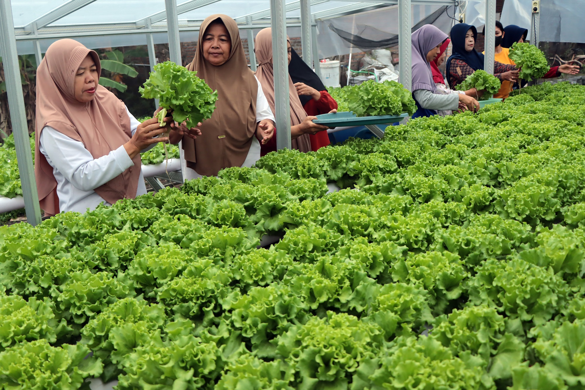 Ibu-ibu di Colomadu, Karanganyar sedang memanen sayur yang ditanam di hidroponik. (Arief Budiman/Radar Solo