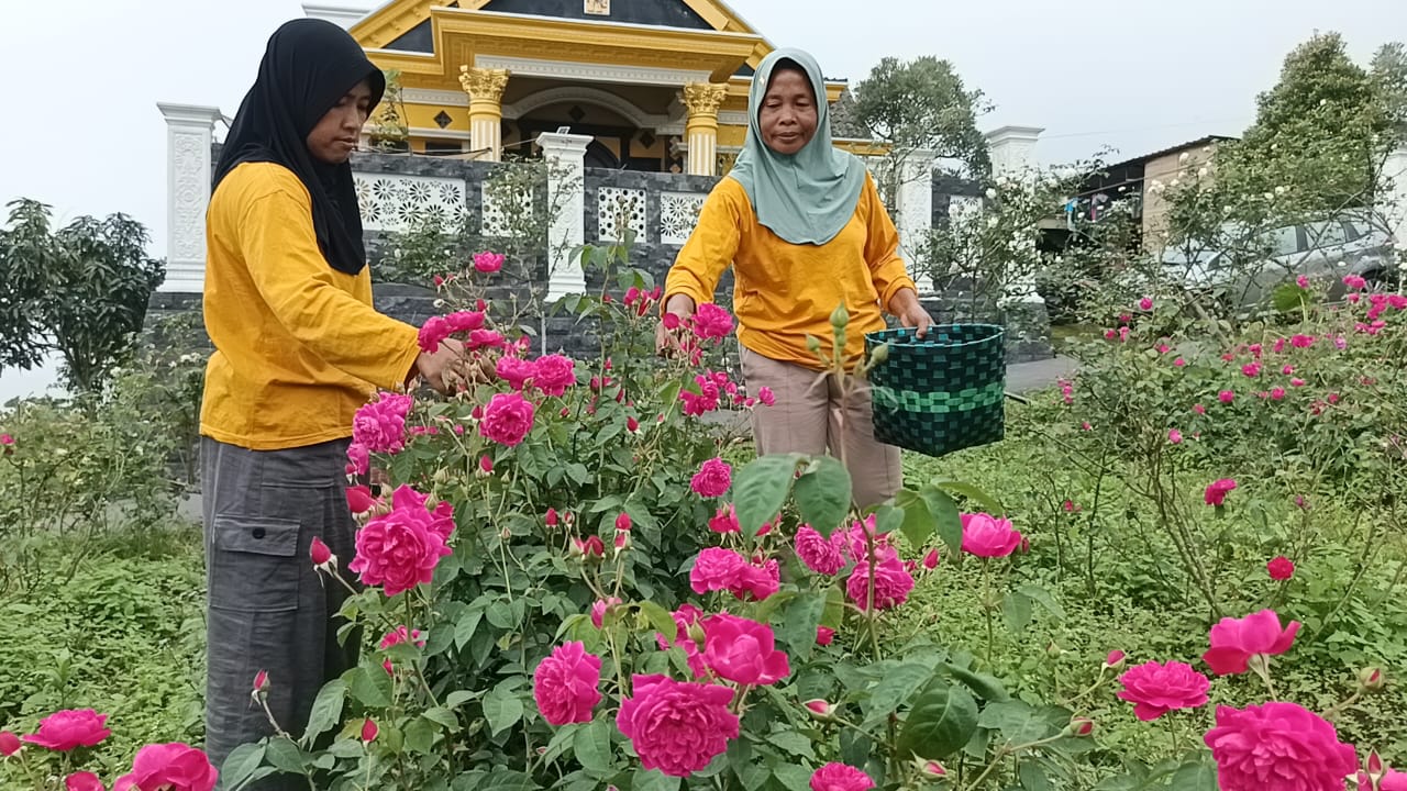 Petani bunga mawar asal Desa Mriyan, Kecamatan Tamansari, Boyolali, Rabu (19/2/2025).