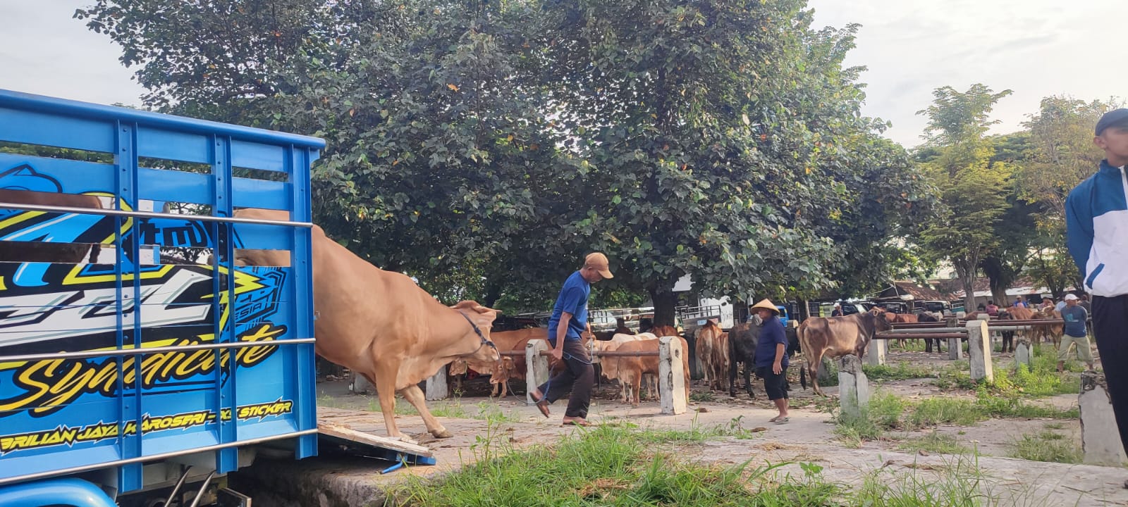 Pasar hewan di Kabupaten Sragen kembali dibuka setelah ditutup sejak pertengahan Januari 2025.