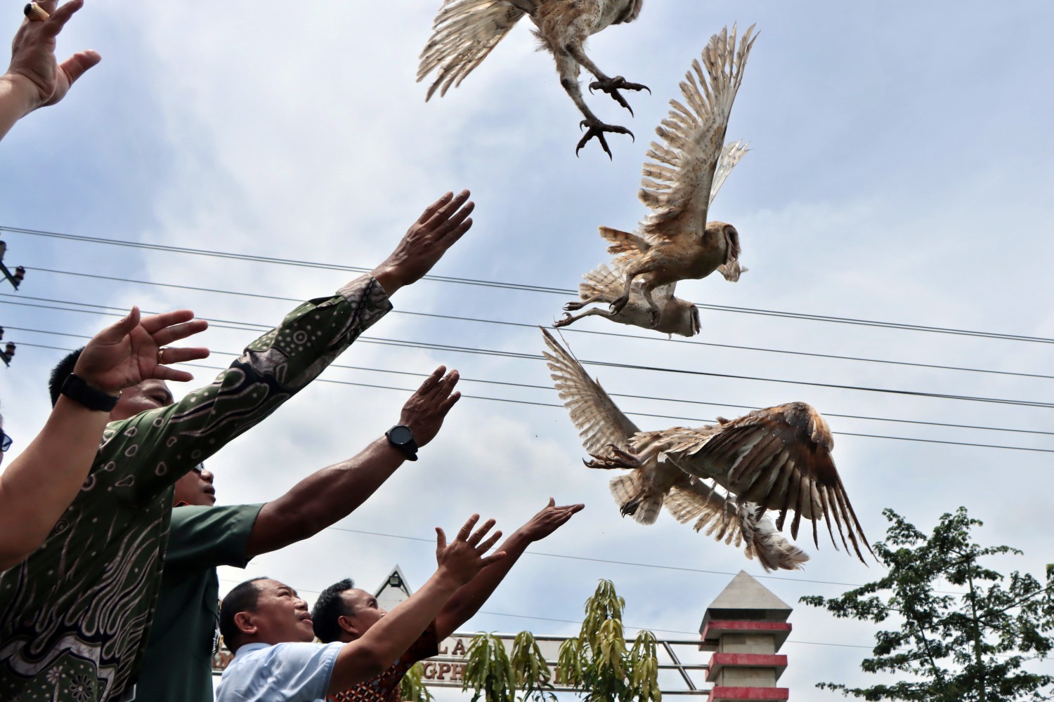 Pelepasliaran burung hantu Tyto alba di Pembatas Harmoni, Kelurahan Sukoharjo, Kecamatan Sukoharjo, Kamis (20/2/2025).