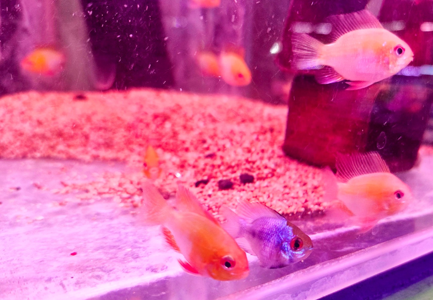 MUDAH DICARI: Ikan German Cichlid varian Blue and Golden Ramirezi banyak diminati pehobi ikan hias. Terlebih harganya cukup terjangkau.