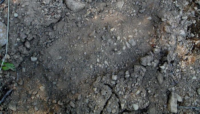 Jejak kaki yang dipercayai milik Bigfoot