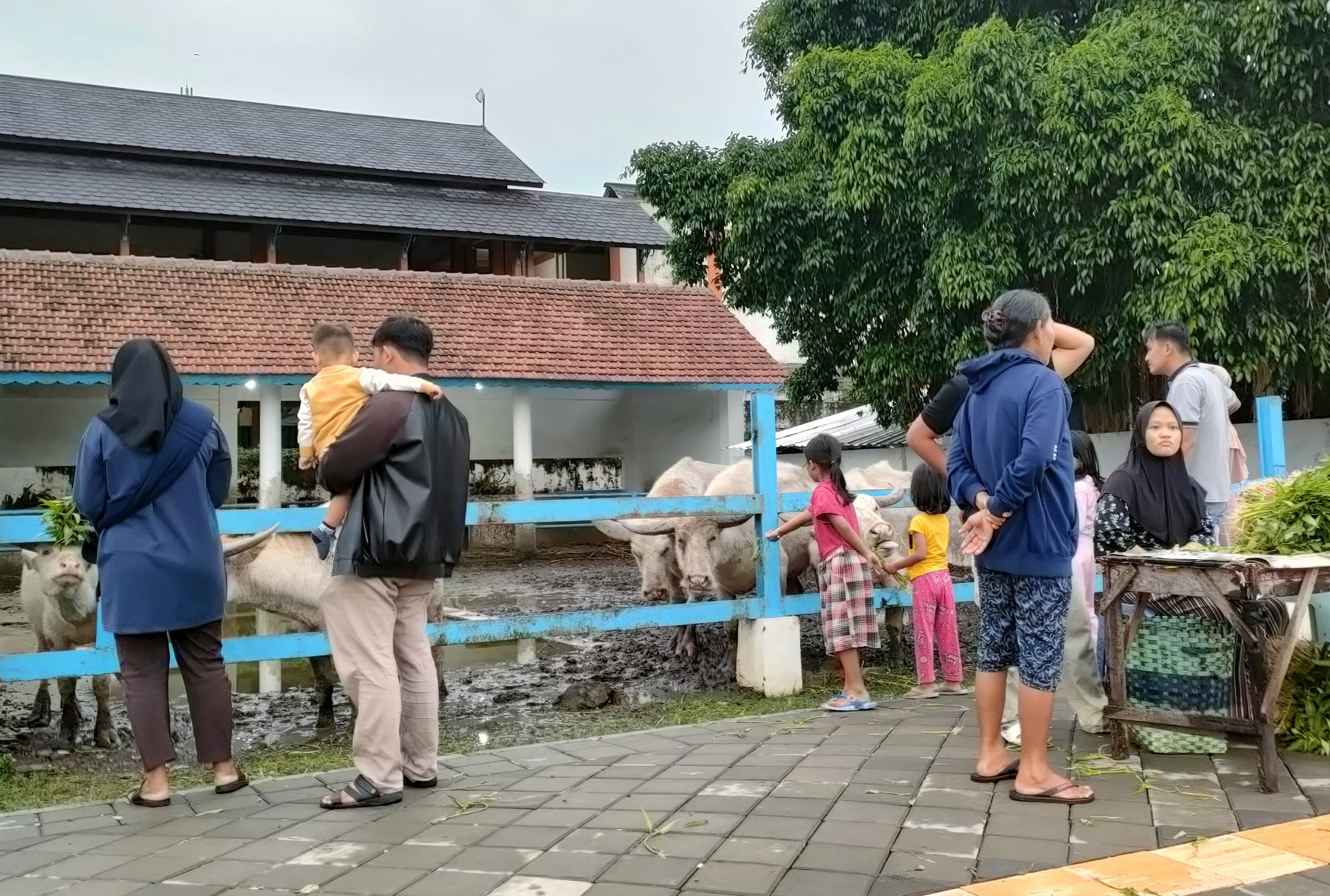Pengunjung tengah memberi makan kebo bule yang ada di alun-alun selatan Kota Solo