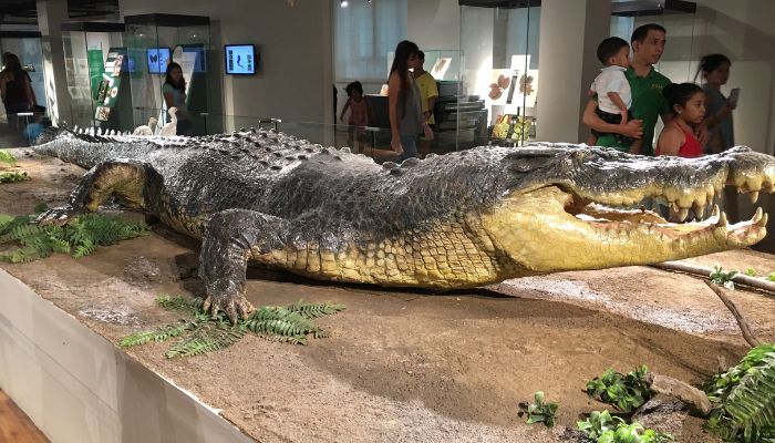 Jasad buaya Lolong yang sudah diawetkan, dipajang dalam museum nasional Filipina