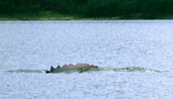 Foto penampakan makhluk yang disebut Holadeira