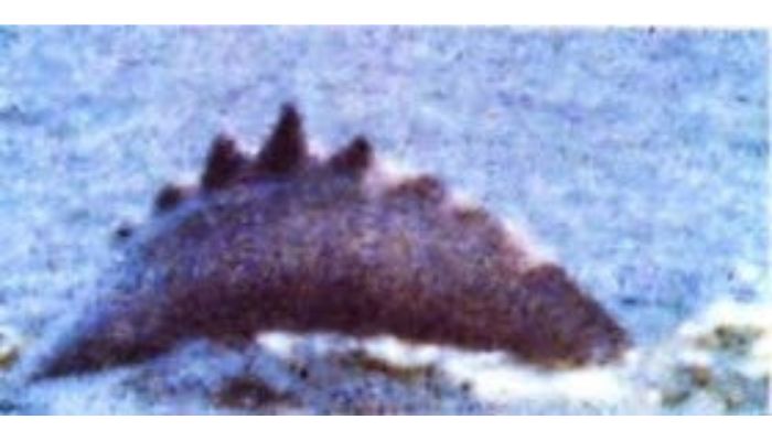 Foto penampakan Holadeira yang difoto oleh Jeremy Wade
