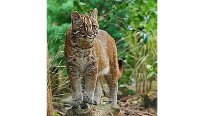 Kucing Emas Asia