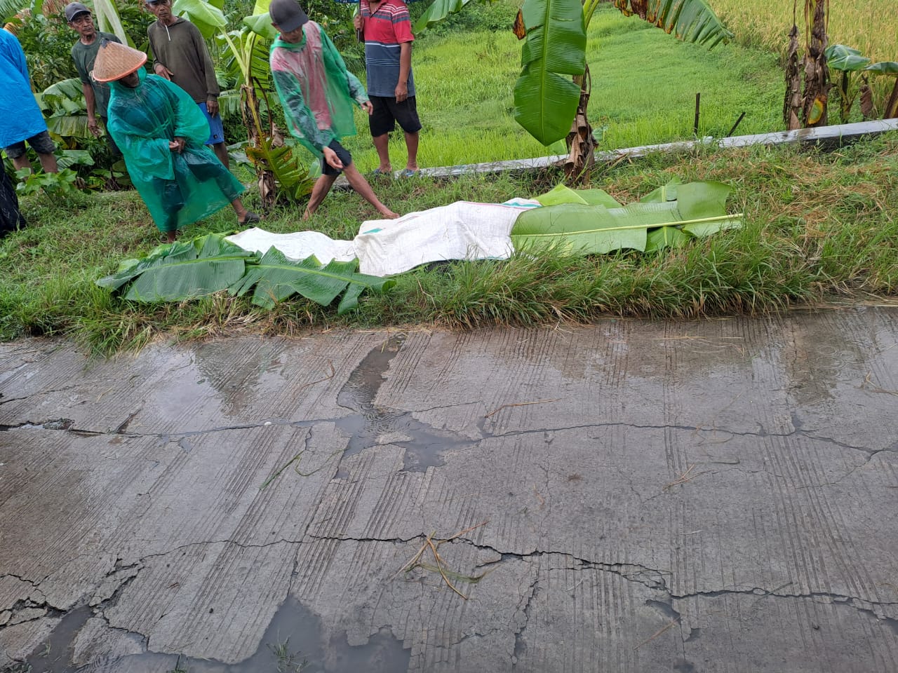 Jenazah Pasutri korban kecelakaan tunggal di&nbsp;Jalan Desa Sidokerto, Dukuh Pencol, Kecamatan Plupuh, Sragen, ditutup daun pisang, Rabu (19/3/2025).