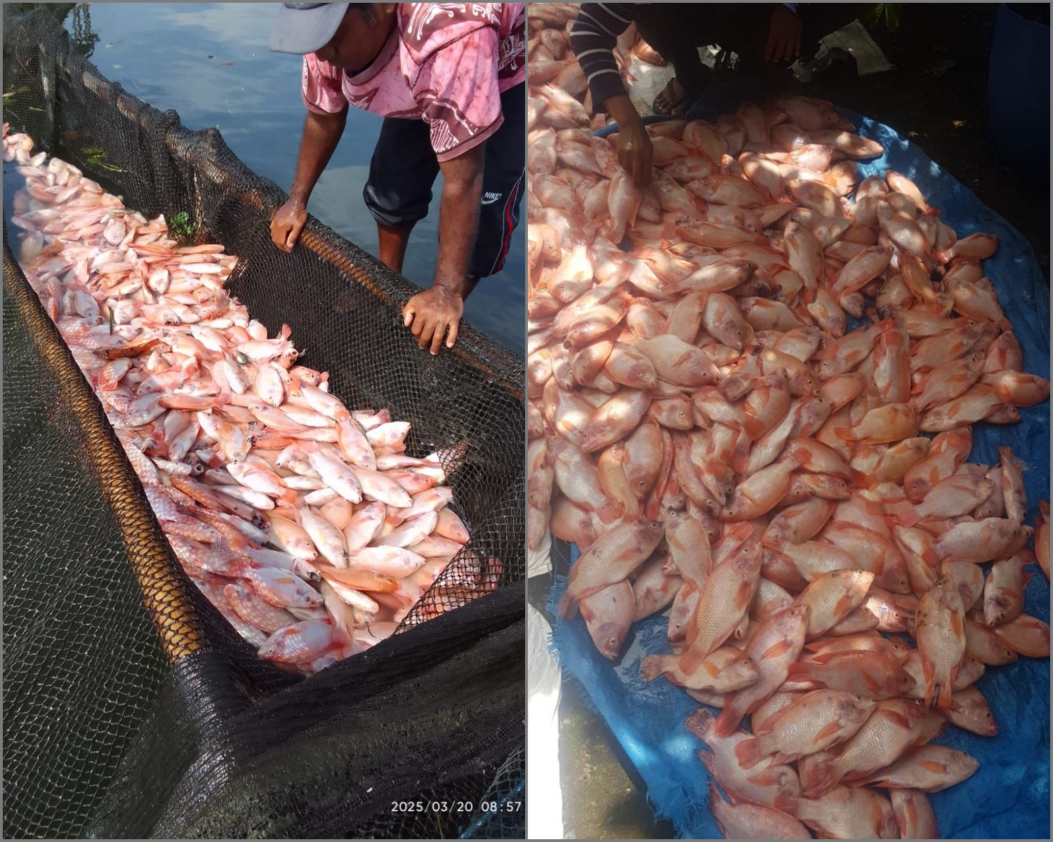 Puluhan ton ikan nila milik petani keramba di Waduk Cengklik, Kabupaten Boyolali, mati mendadak pada Kamis (20/3/2025).