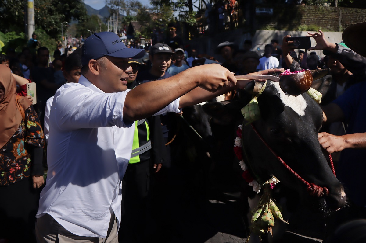 Bupati Boyolali Agus Irawan memandikan sapi mengggunakan air dicampur bunga sebelum diarak dalam tradisi Bakdan Sapi.