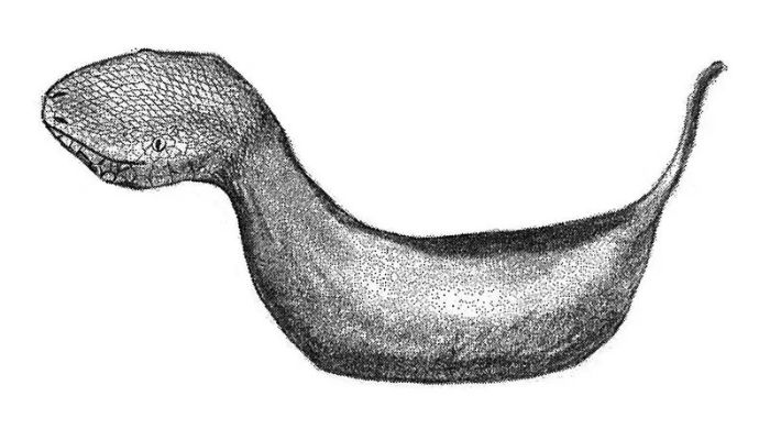 Ilustrasi penampakan Tsuchinoko menurut saksi mata