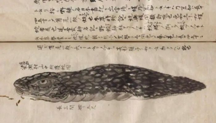 Gambar "ular aneh" yang ditemukan dalam catatan era edo