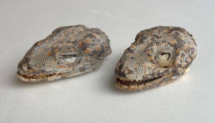 Kepala yang diduga milik tsuchinoko