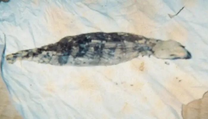 Makhluk diduga tsuchinoko yang ditemukan mr. A