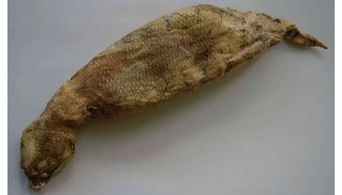 Bagian bawah bangkai makhluk diduga tsuchinoko yang ditemukan mr.A