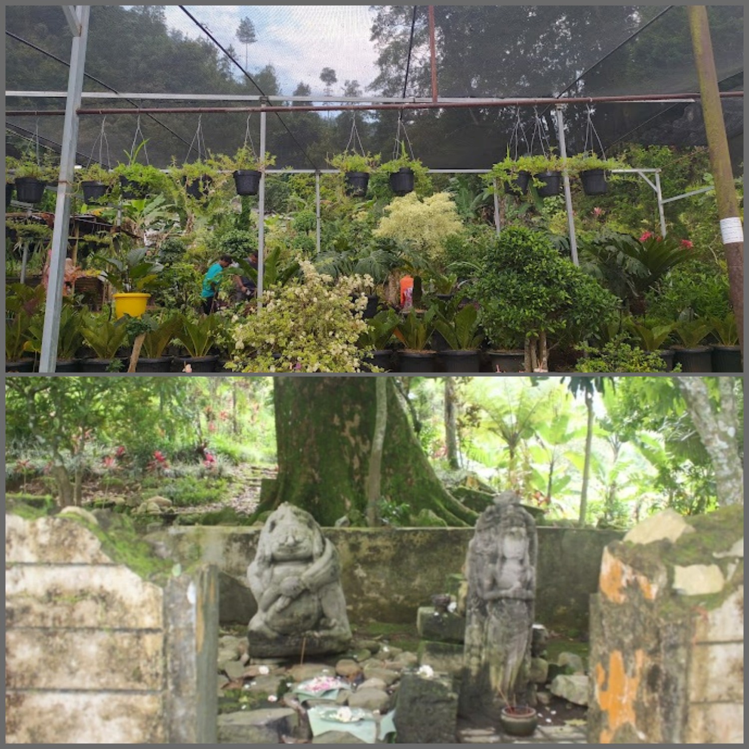Kampung Wisata Sewu Kembang di Nglurah, Tawangmangu, Karanganyar suguhkan beragam tanaman hias (atas) dan Situs Menggung (bawah).