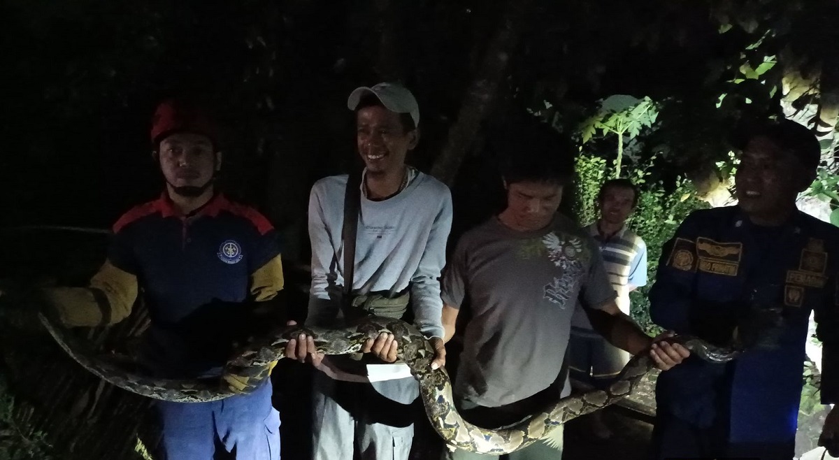 Evakuasi ular sanca kembang di Dukuh Karang Kidul, Desa Jurug, Kecamatan Mojosongo, Boyolali oleh personel Damkar Boyolali.