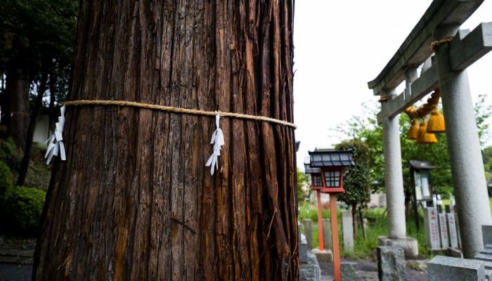 Pohon dengan Shimenawa