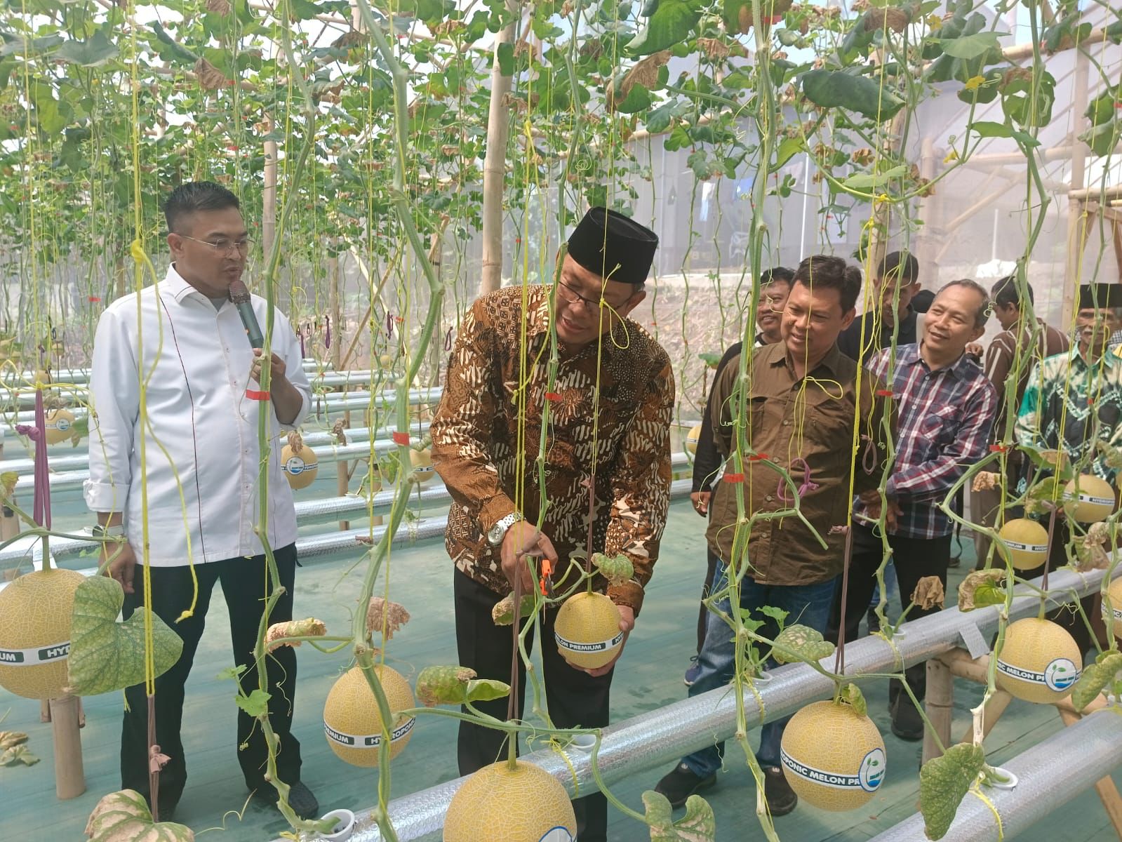 Panen raya petik melon dan pelatihan potensi pengelolaan limbah kohe sapi di Kecamatan Sambi, Boyolali, Sabtu (19/4/2025).