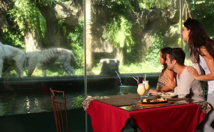 Tiger cave restaurant di Taman Safari II Prigen Jawa Timur.