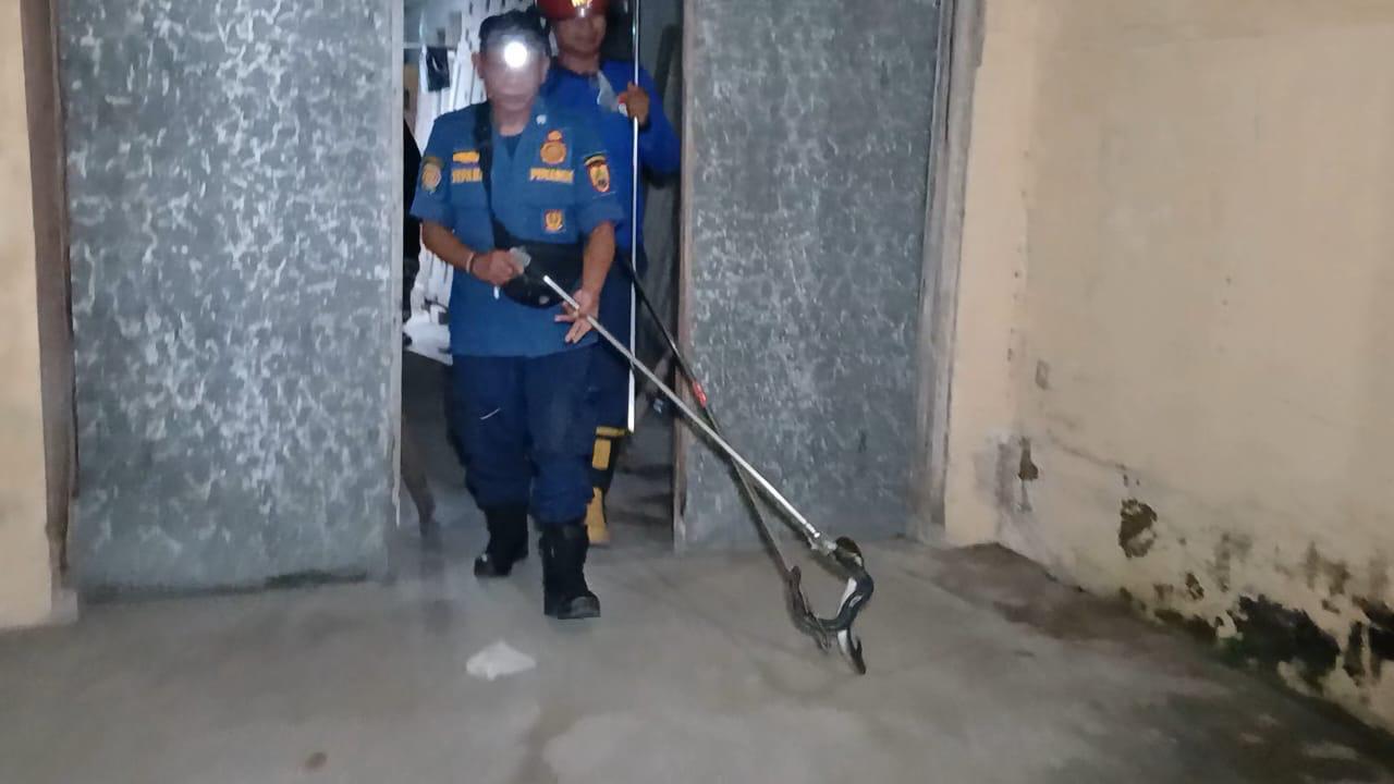 Petugas Dinas Pemadam Kebakaran Sragen mengevakuasi ular kobra Jawa dari rumah warga Desa Sidodadi, Kecamatan Masaran, Sragen, Senin (21/4/2025) dini hari. (Dokumentasi Pribadi)