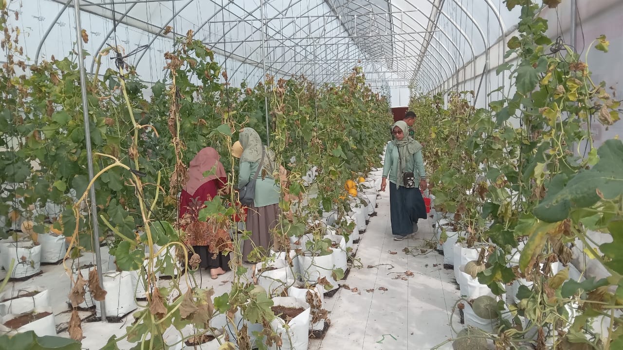 Panen melon premium yang dibudi daya Kelompok Tani (Gapoktan) Tani Jaya di Desa Kedung Winong, Nguter, Sukoharjo,Sabtu (26/4).