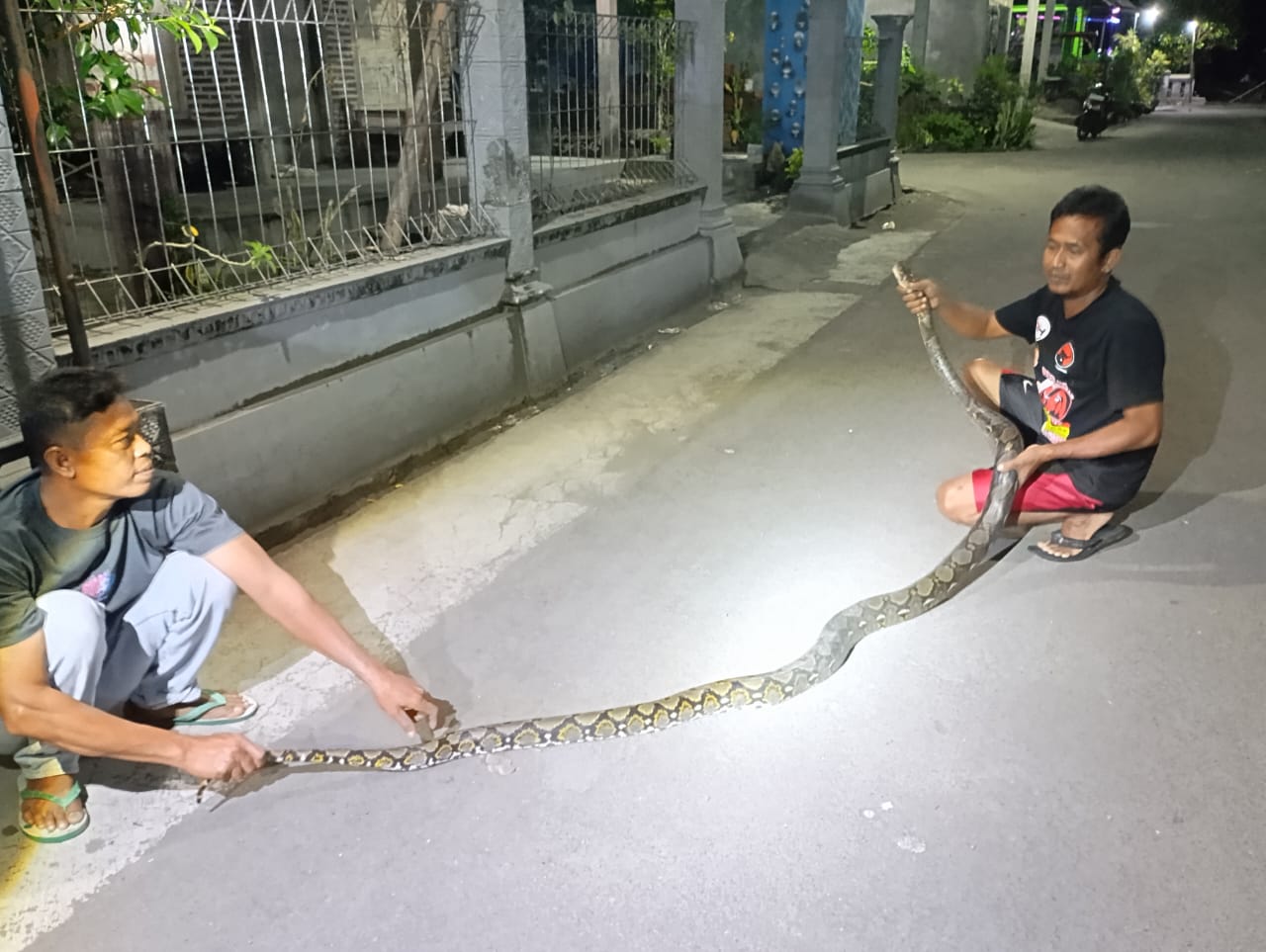 Ular sanca kembang yang diamankan relawan di Desa Tulas, Kecamatan Karangdowo, Klaten, Senin (28/4/2025) malam. (Dokumenasti Relawan Desa Tulas)
