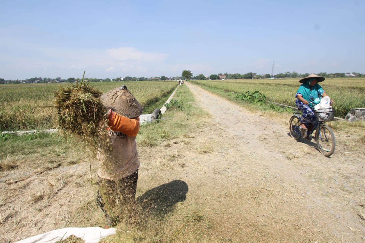 Ilustrasi petani memilah gabah saat panen padi di Kecamatan Mojolaban, Sukoharjo. (IWAN KAWUL/RADAR SOLO) 
