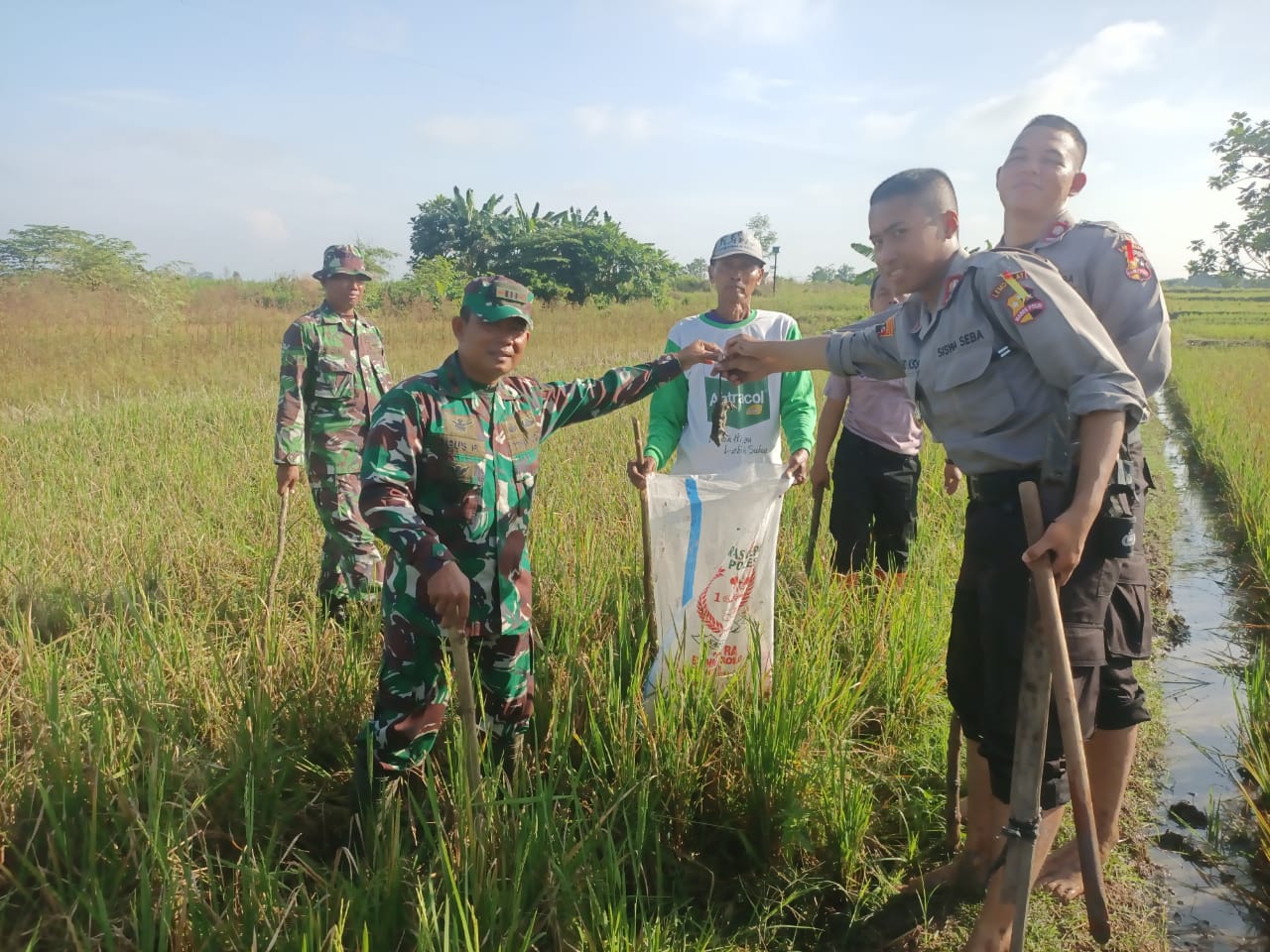 Danramil 03/Delanggu Kapten Czi Agus Poniman (dua dari kiri) bersama jajaran, polri dan warga Desa Krecek, Kecamatan Delanggu, Klaten gropyokan tikus. (Angga Purenda/Radar Solo)