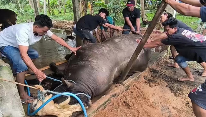 Turbo, sapi kurban Presiden Prabowo Subianto seberat lebih dari 1 ton, mati mendadak.