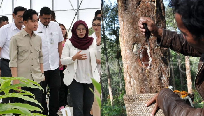 Wapres Gibran Rakabuming Raka (kiri). Getah pohon kemenyan.