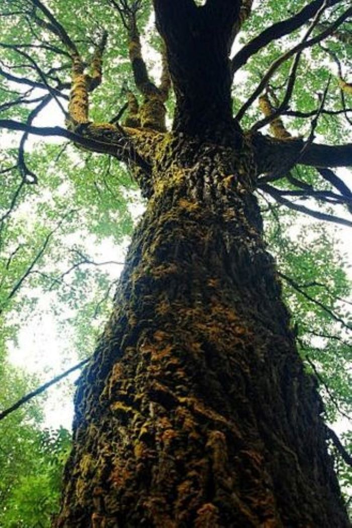 Pohon tesek atau tengsek yang tumbuh menjulang.