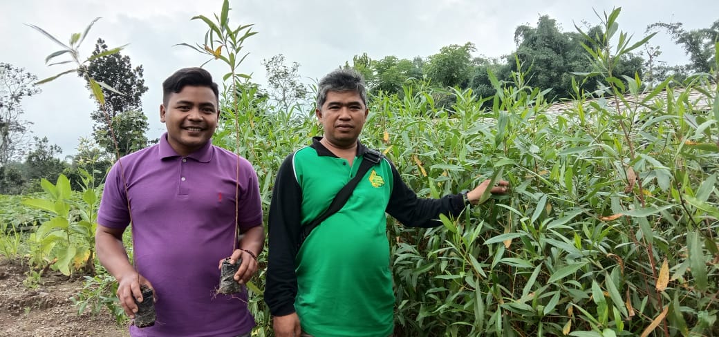 Pemuda asal lereng Gunung Merapi, Sulistyo Wadi mencoba mengembangkan pohon kayu Tengsek. Saat ini, ia sudah memiliki sekitar 18 ribu bibit pohon Tengsek yang siap ditanam dimana saja.