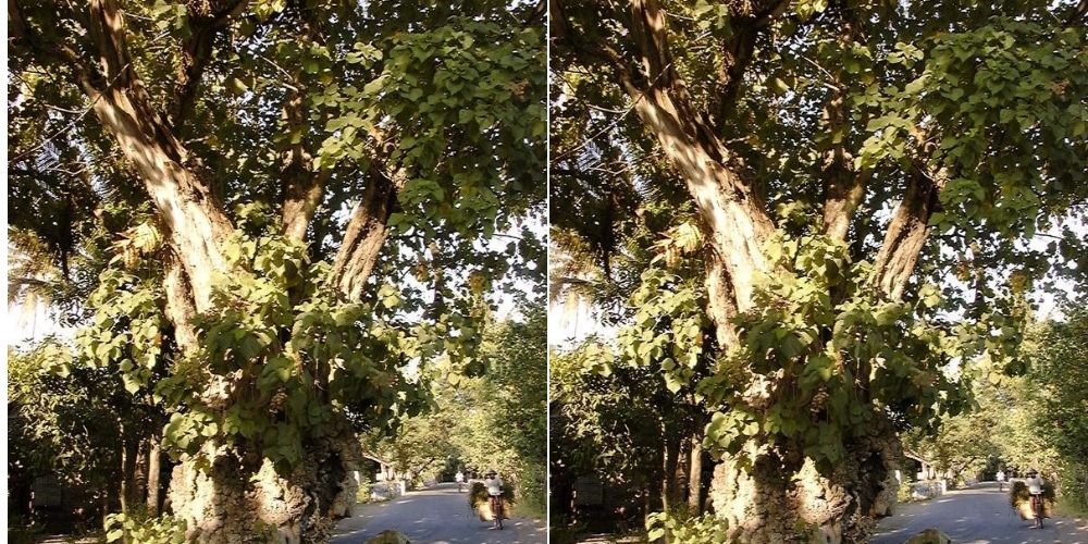 Pohon timoho atau timo atau katimoho yang sangat jarang ditemui di Yogyakarta.