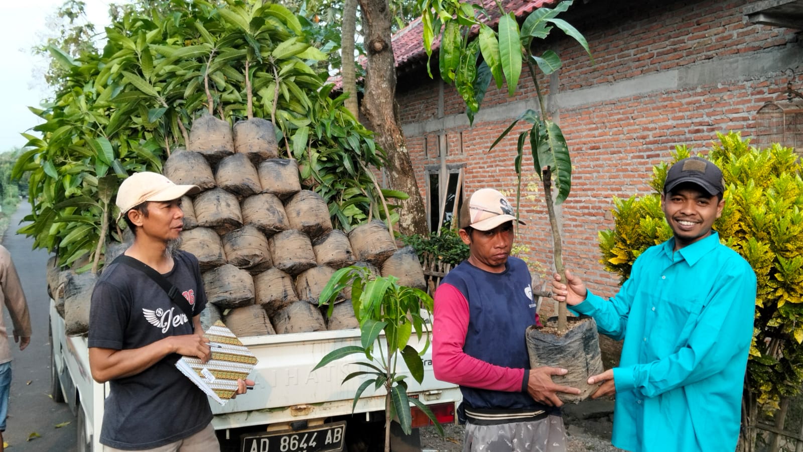 Bibit pohon mangga kiojay mulai ditanam di rumah-rumah warga Desa Kemasan, Kecamatan Polokarto, Sukoharjo.